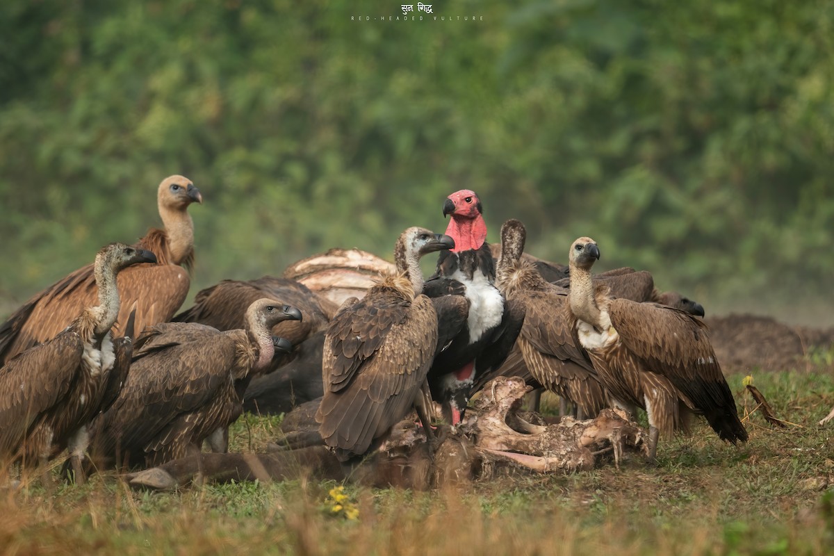 Red-headed Vulture - ML515485131