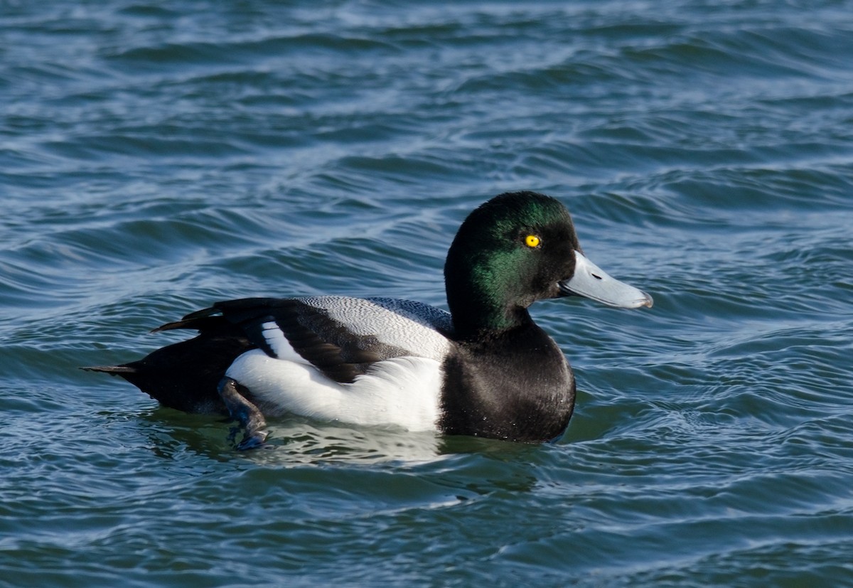 Greater Scaup - ML51548561