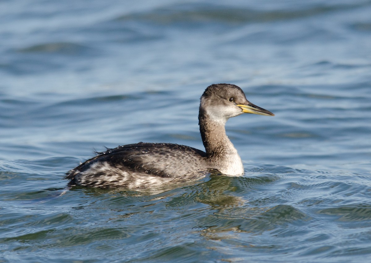 Red-necked Grebe - ML51548591