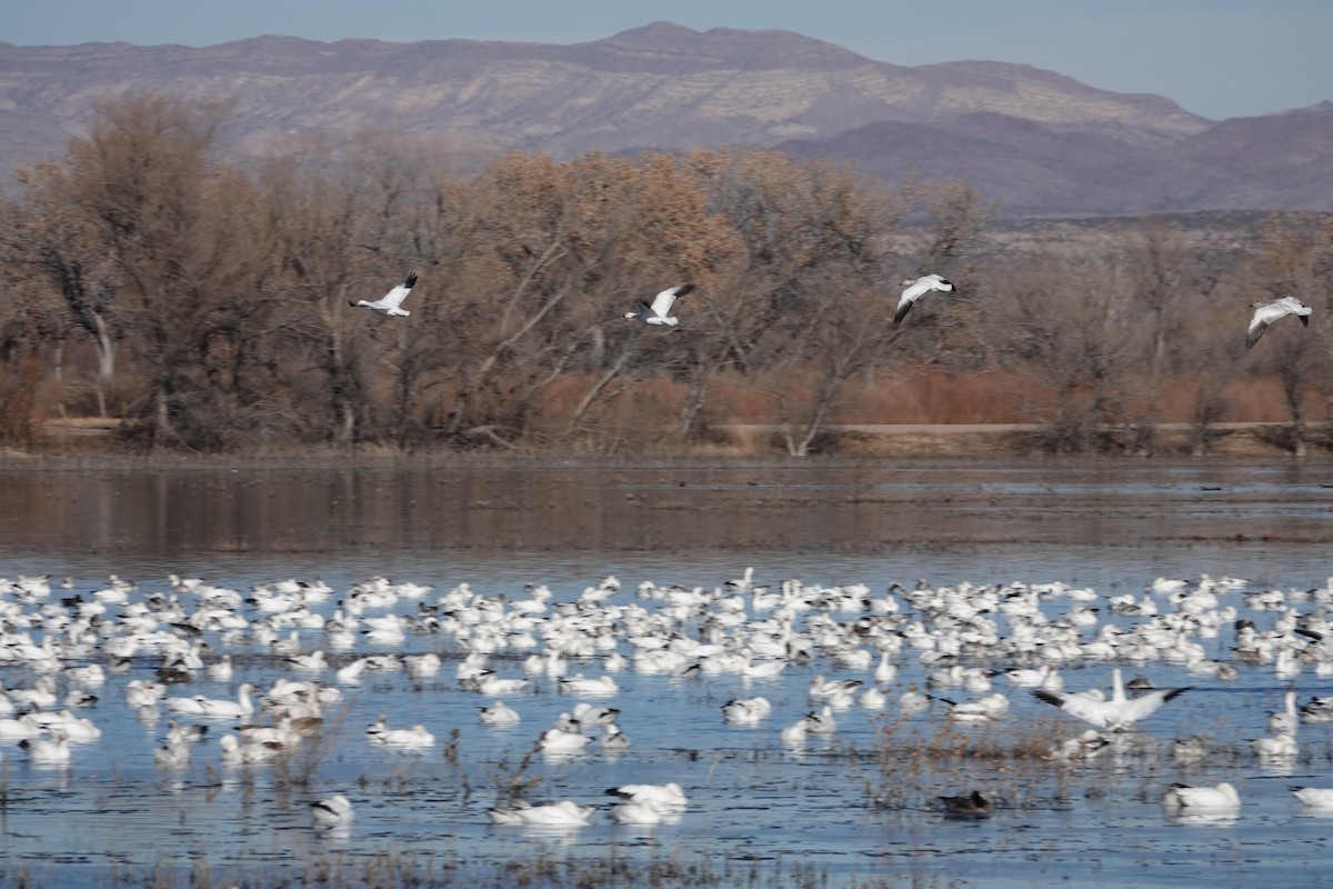 eBird Checklist 21 Dec 2022 Bosque del Apache NWR 32 species (+1