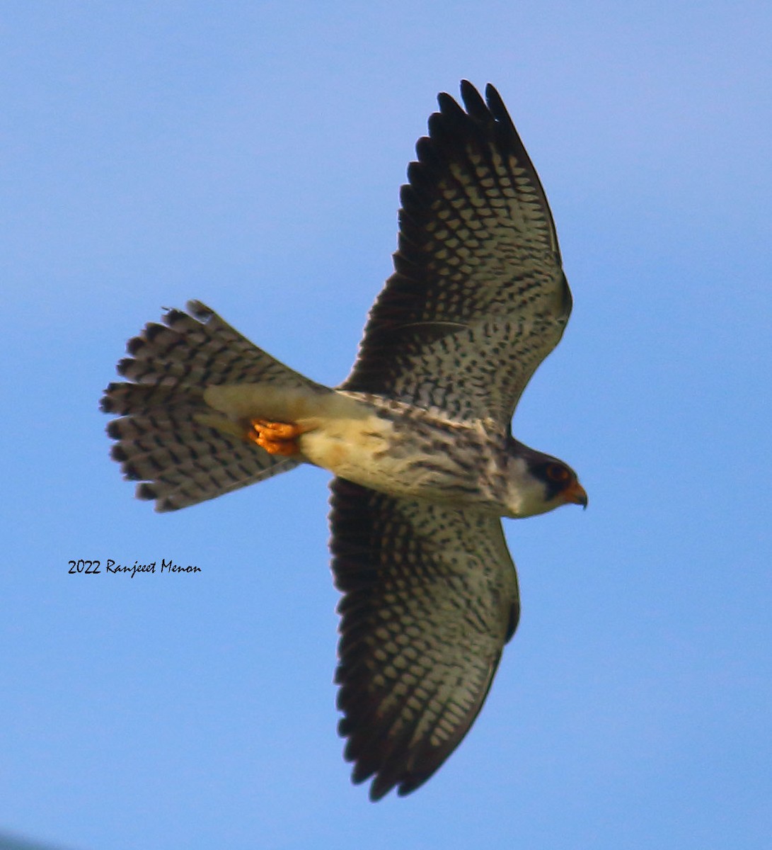 Amur Falcon - Ranjeet Menon