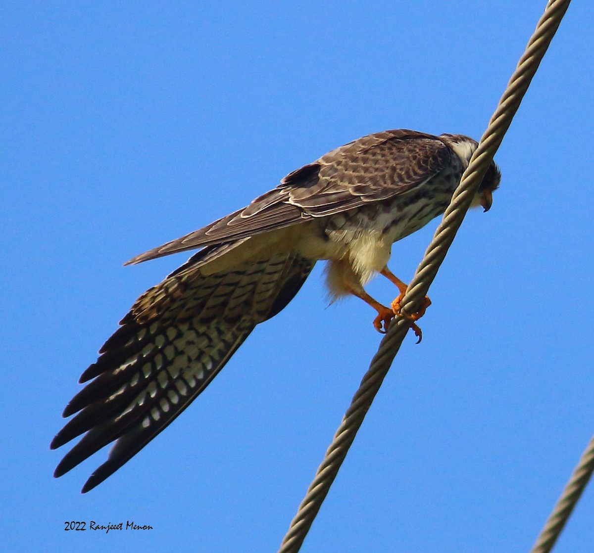 Amur Falcon - Ranjeet Menon