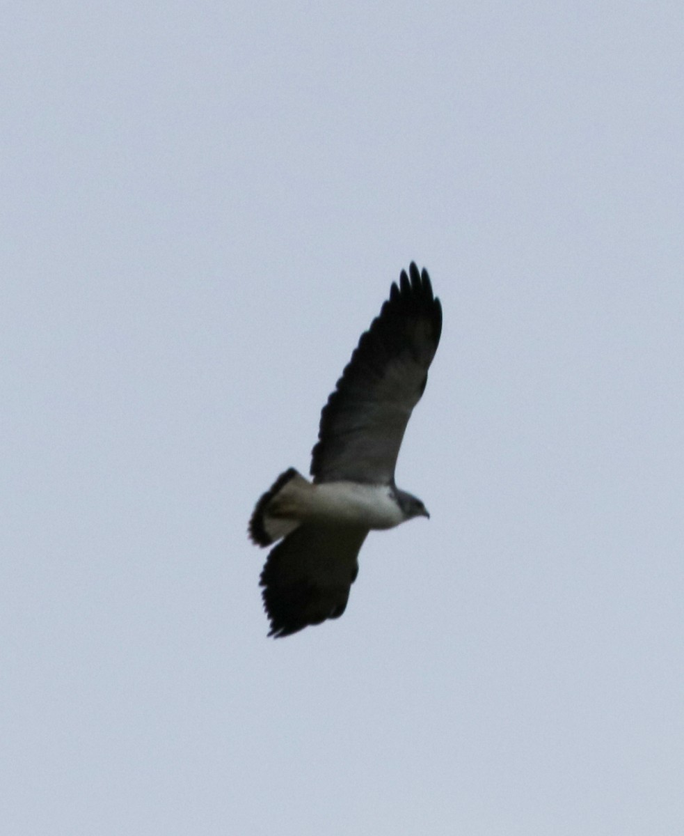 White-tailed Hawk - ML515495461
