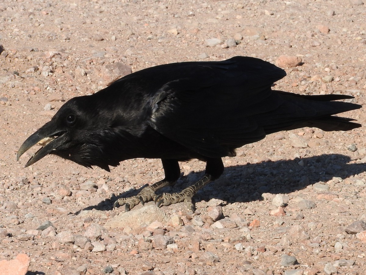 Common Raven - ML51549901
