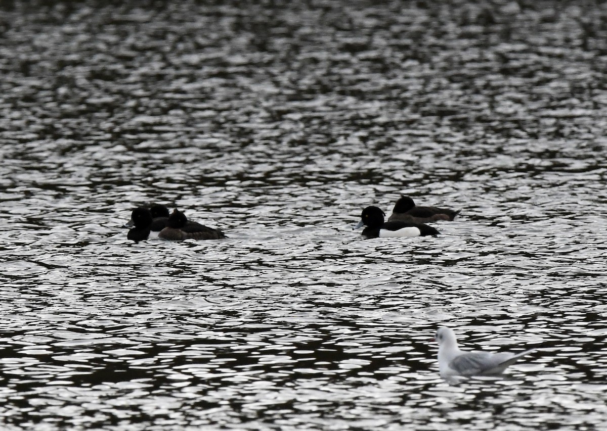 Tufted Duck - ML515499041