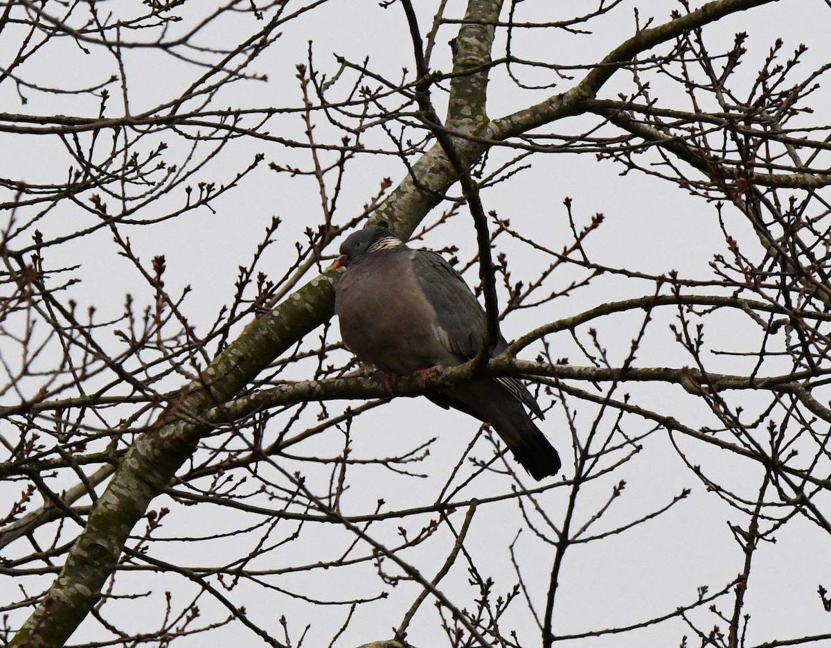 Common Wood-Pigeon (White-necked) - ML515499421