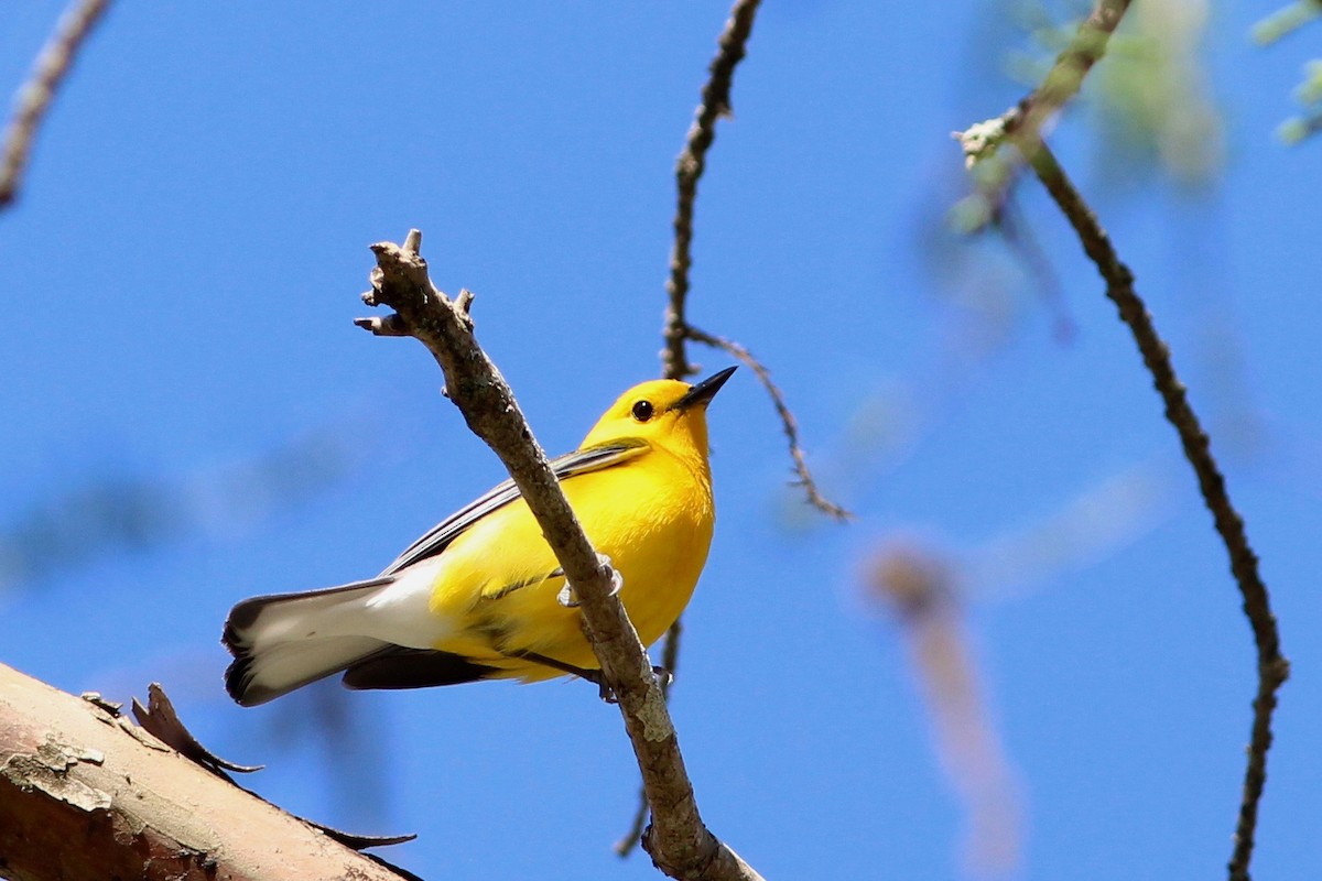 Prothonotary Warbler - ML51550051