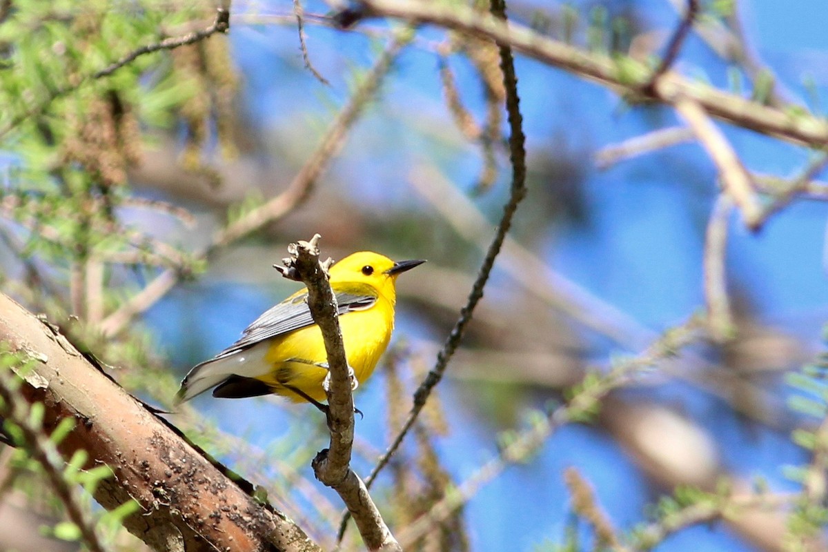 Prothonotary Warbler - ML51550071