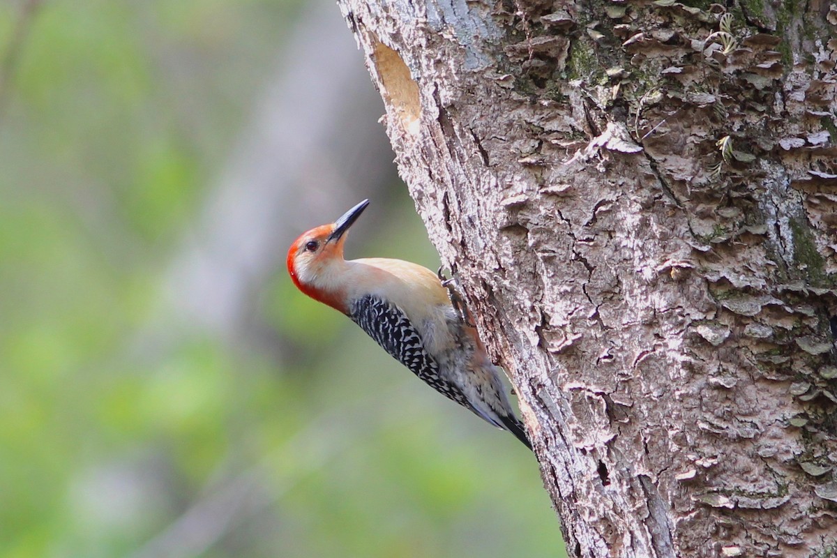 Red-bellied Woodpecker - Oscar Johnson