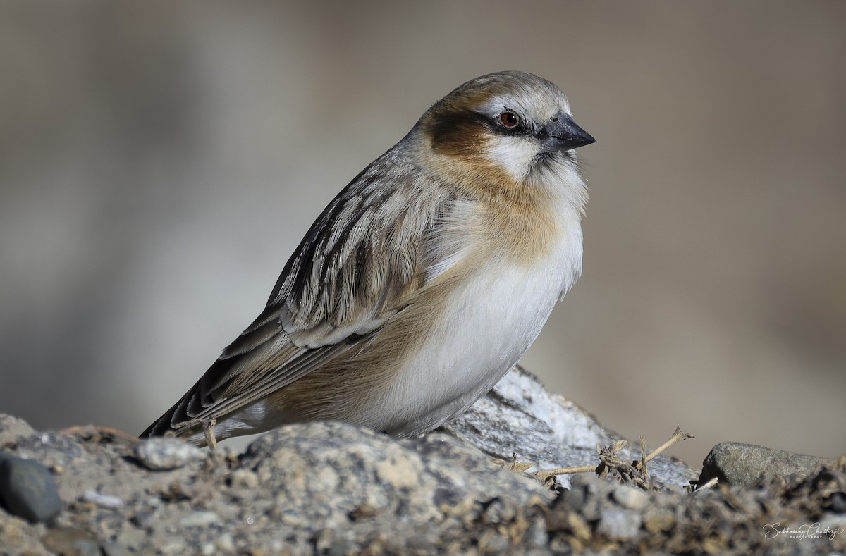 Rufous-necked Snowfinch - ML515511791