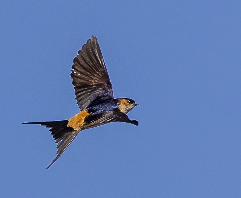 Red-rumped Swallow - ML515513901