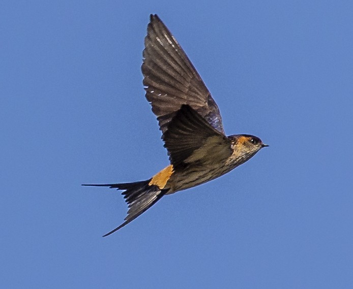 Red-rumped Swallow - ML515513911