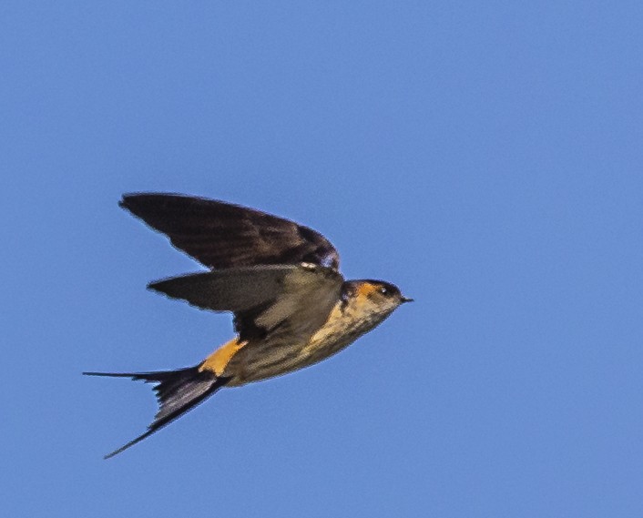 Red-rumped Swallow - ML515513921