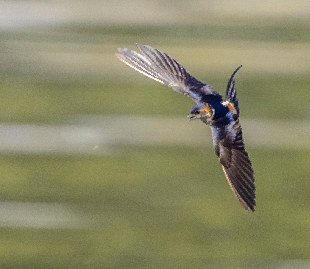 Red-rumped Swallow - ML515514241
