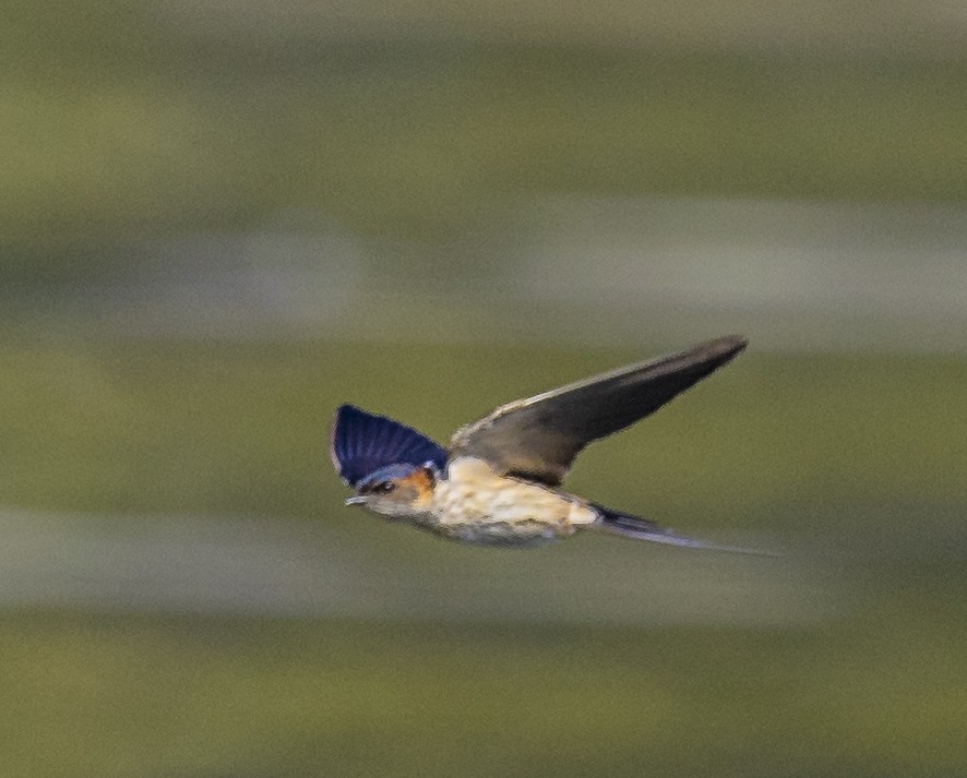 Red-rumped Swallow - ML515514251