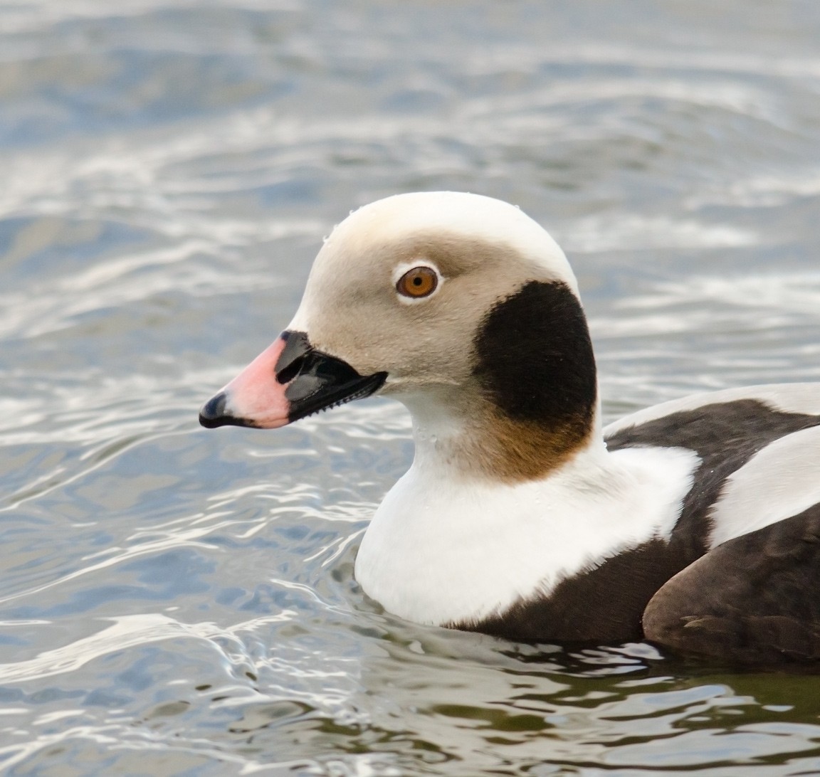 Long-tailed Duck - ML51551531