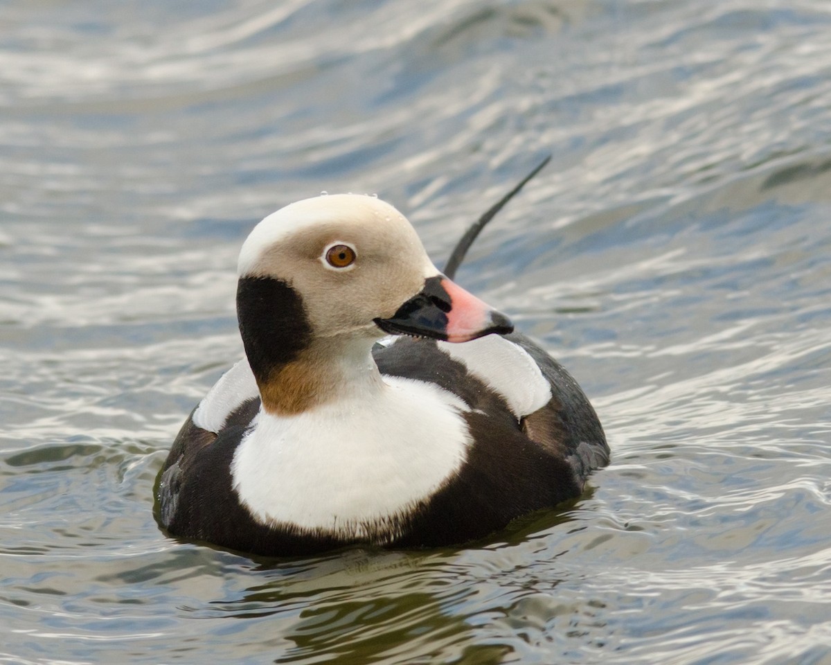 Long-tailed Duck - ML51551541