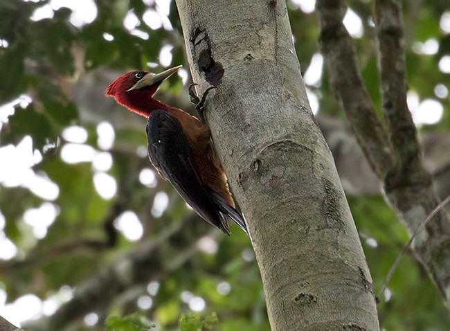 Red-necked Woodpecker - Sam Woods
