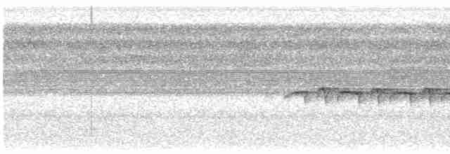 Weißband-Ameisenvogel - ML515516821