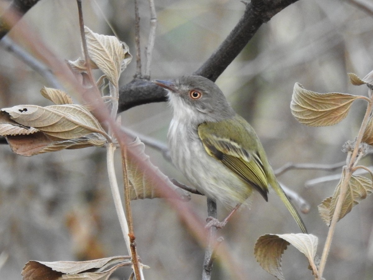 Pearly-vented Tody-Tyrant - ML515517471