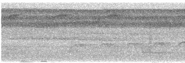 Мурав’янка сірочерева (підвид torquata) - ML515520311