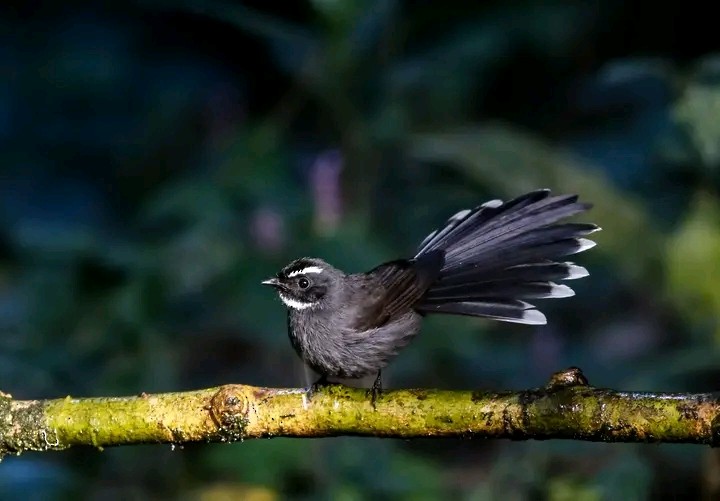 White-throated Fantail - ML515523431