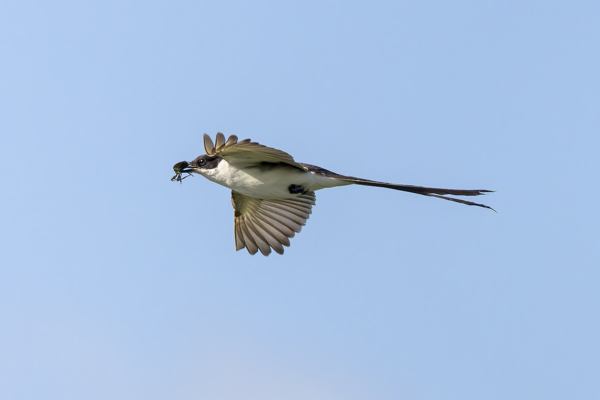Fork-tailed Flycatcher - ML515525331