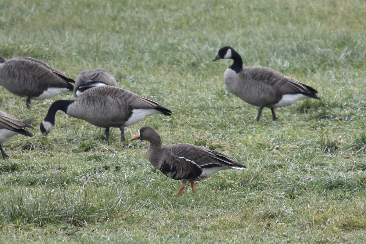 eBird Checklist 22 Dec 2022 River Lodge Rd, South Hadley USMA 42.