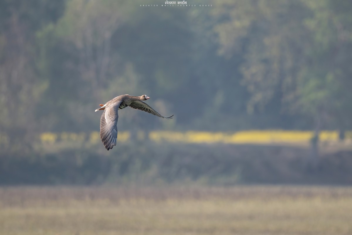 Greater White-fronted Goose - ML515531601