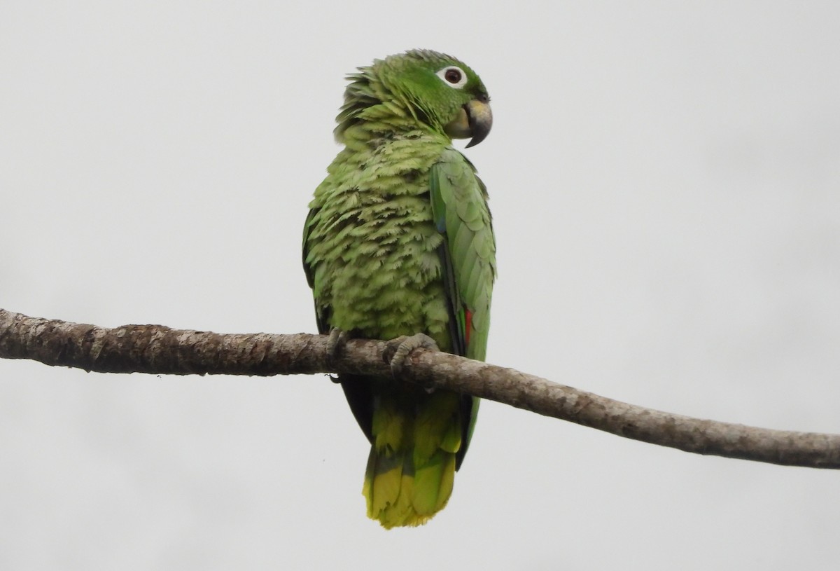 Mealy Parrot - ML515531851