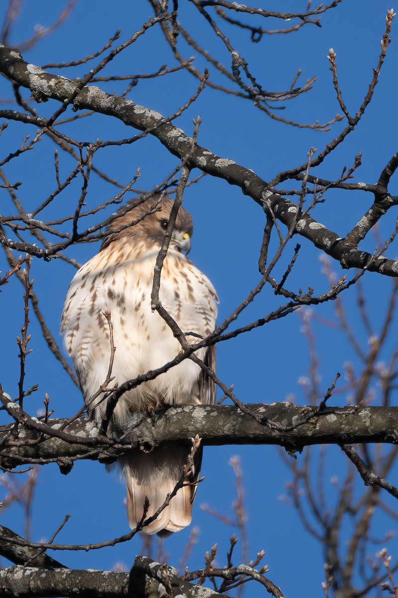 Red-tailed Hawk - ML515534661