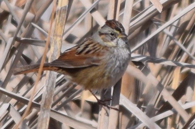 Swamp Sparrow - Austin Broadwater