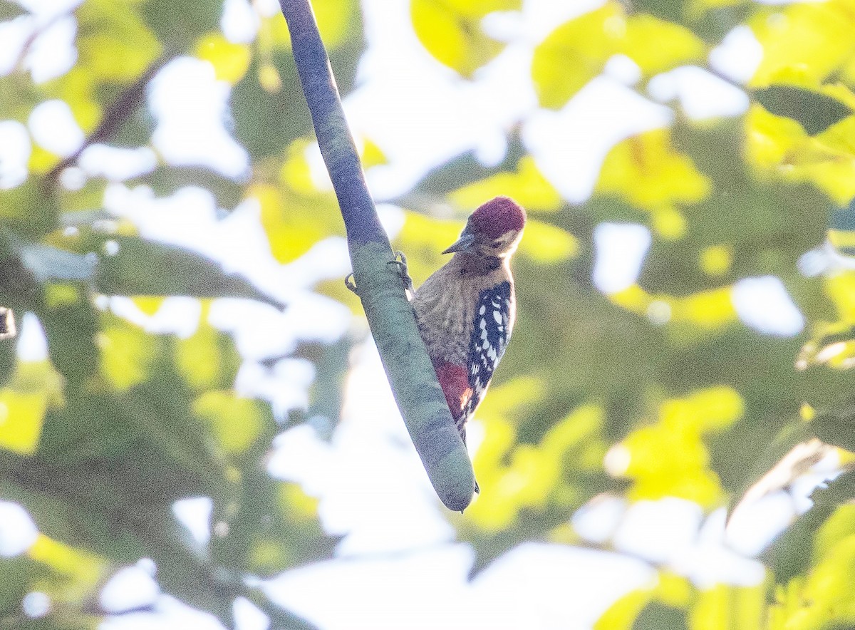 Fulvous-breasted Woodpecker - ML515537521