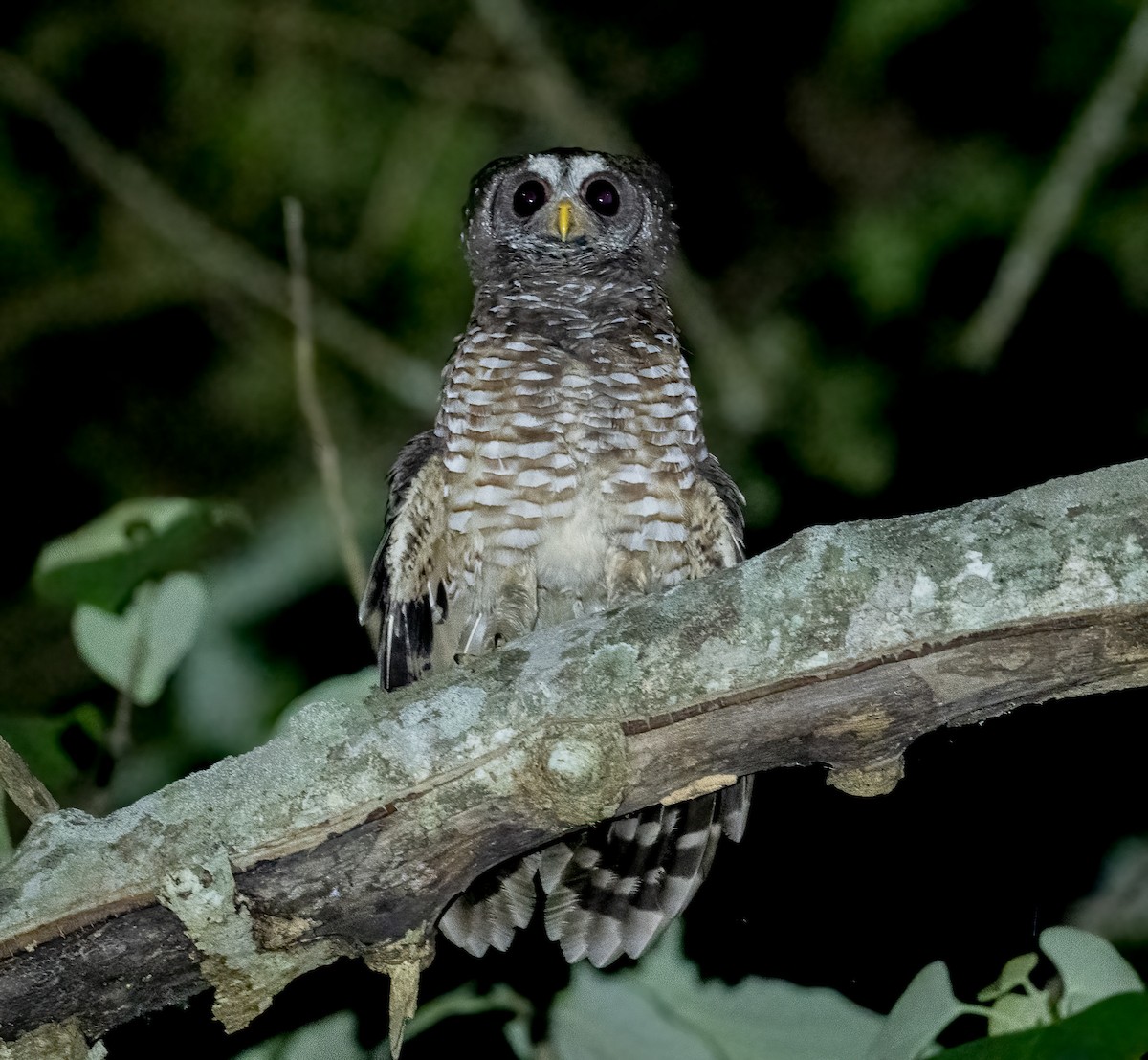African Wood-Owl - ML515537531