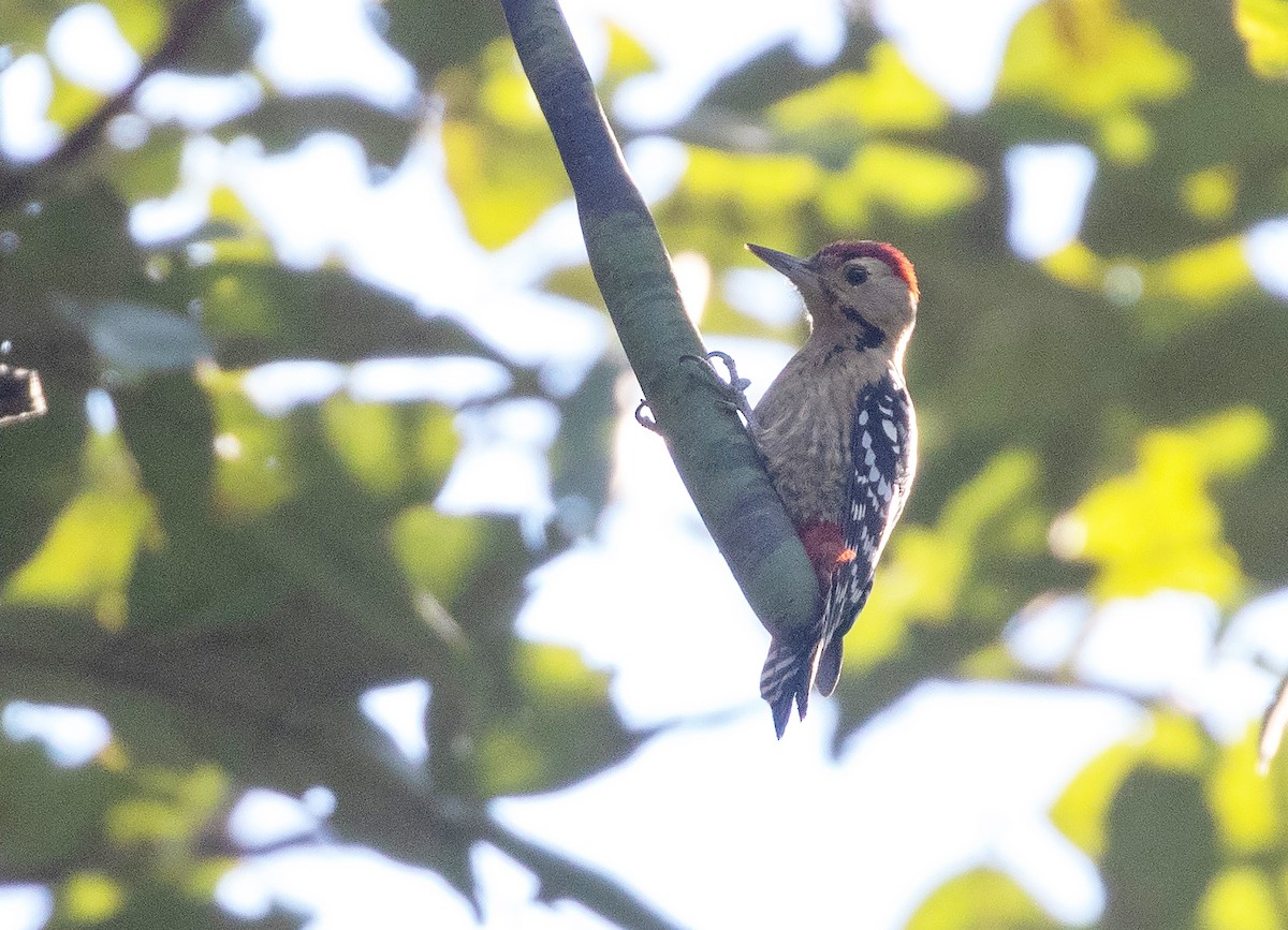 Fulvous-breasted Woodpecker - ML515537581