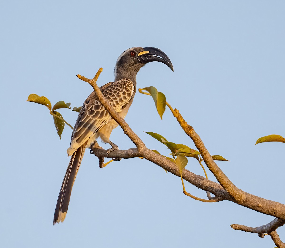 African Gray Hornbill - ML515538461