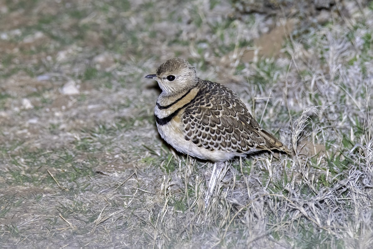 Double-banded Courser - ML515538551