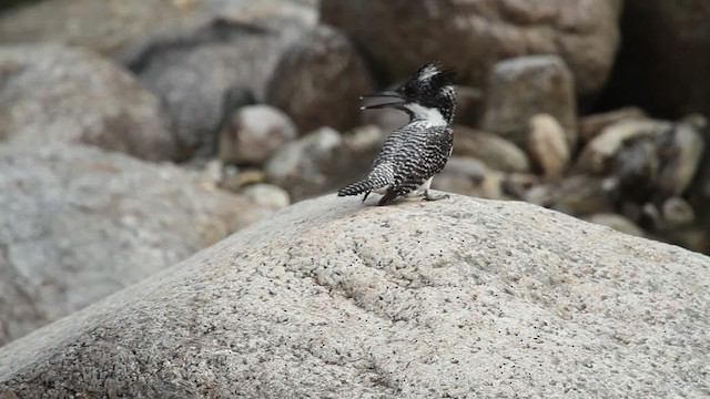 Crested Kingfisher - ML515539