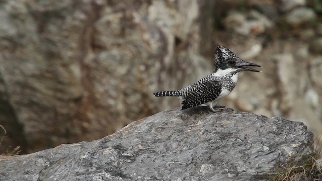 Crested Kingfisher - ML515540