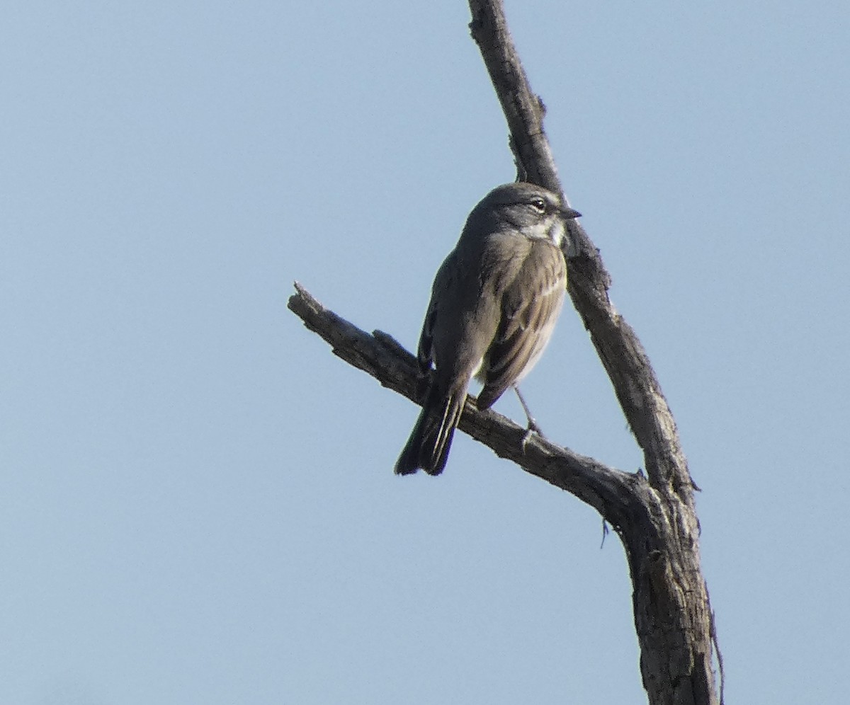 Sagebrush/Bell's Sparrow (Sage Sparrow) - ML515540871