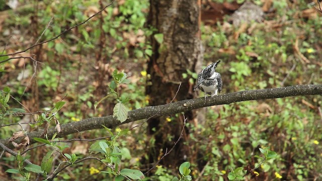 Crested Kingfisher - ML515541