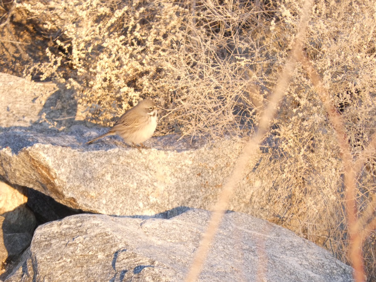 Sagebrush/Bell's Sparrow (Sage Sparrow) - ML515541951