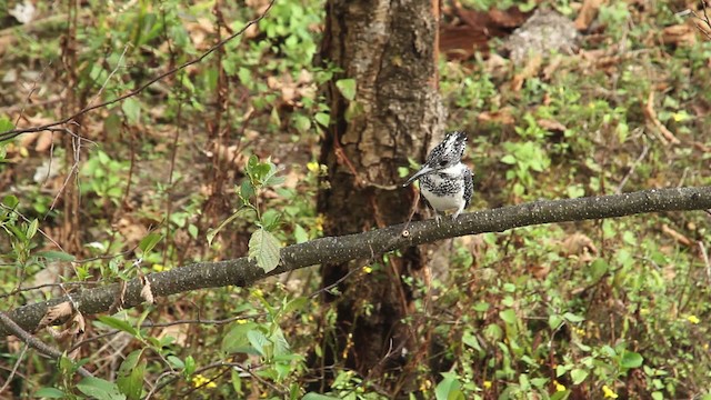 Crested Kingfisher - ML515542