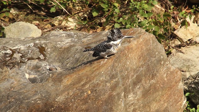 Crested Kingfisher - ML515543
