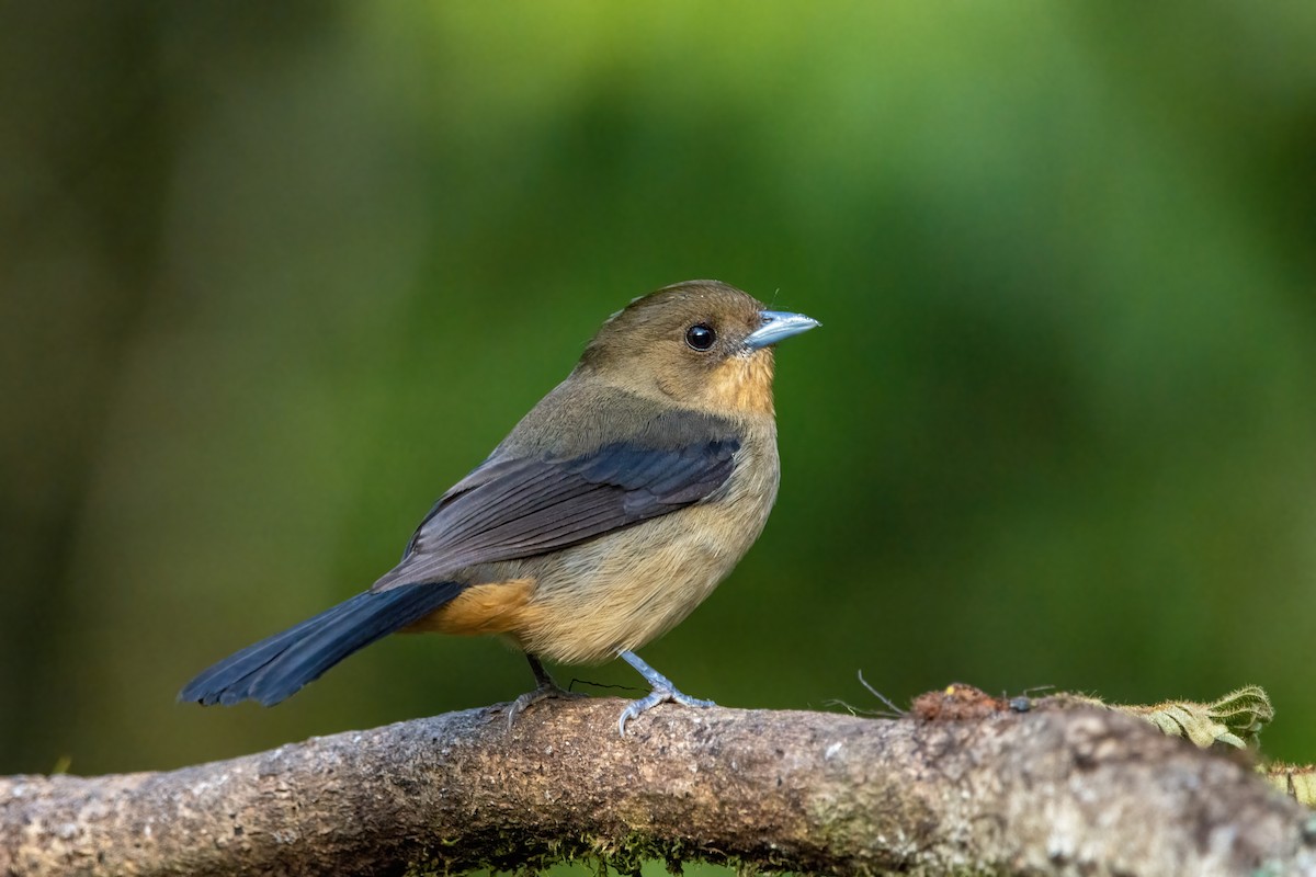 Black-goggled Tanager - ML515546691