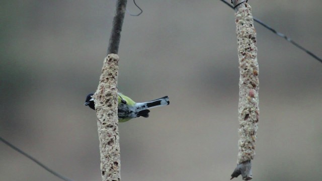 Green-backed Tit - ML515550