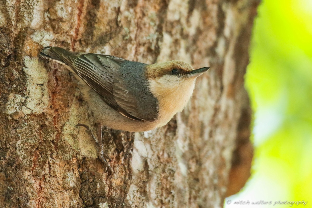 Brown-headed Nuthatch - Mitch Walters