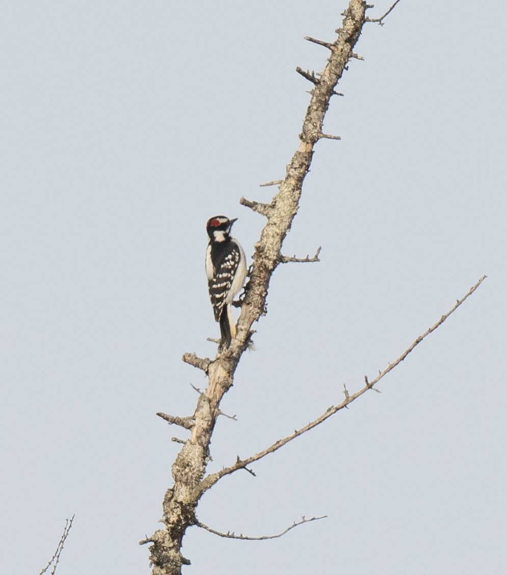 Downy Woodpecker - ML515551861