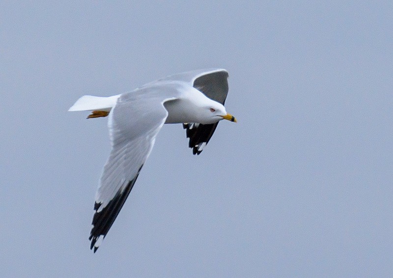 Ring-billed Gull - Mike Bailey
