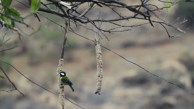Green-backed Tit - ML515554